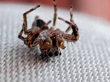 Plexippus paykulli, Salticidae familyasından bir örümcek türü. Güneydoğu Asya 'ya özgüdür ama dünyanın diğer bölgelerine de yayılmıştır..