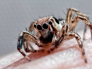 Plexippus paykulli, Salticidae familyasından bir örümcek türü. Güneydoğu Asya 'ya özgüdür ama dünyanın diğer bölgelerine de yayılmıştır..