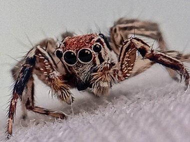 Plexippus paykulli, Salticidae familyasından bir örümcek türü. Güneydoğu Asya 'ya özgüdür ama dünyanın diğer bölgelerine de yayılmıştır..