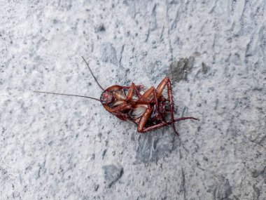 Kahverengi ölü bir hamamböceği sabahın köründe seramik zeminde baş aşağı yatar.
