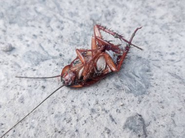 Kahverengi ölü bir hamamböceği sabahın köründe seramik zeminde baş aşağı yatar.