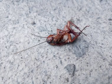 Kahverengi ölü bir hamamböceği sabahın köründe seramik zeminde baş aşağı yatar.