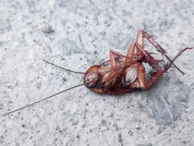 Kahverengi ölü bir hamamböceği sabahın köründe seramik zeminde baş aşağı yatar.