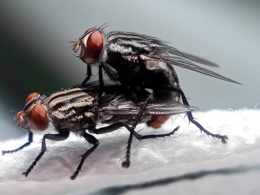 Çiftleşen et sinekleri (Sarcophagidae), larvalarının canlı dokularla beslenmesiyle bilinen bir parazit sineği türüdür..