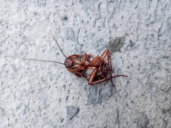 Kahverengi ölü bir hamamböceği sabahın köründe seramik zeminde baş aşağı yatar.