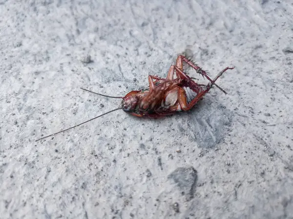 Kahverengi ölü bir hamamböceği sabahın köründe seramik zeminde baş aşağı yatar.