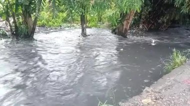 Nehirdeki güçlü akıntı, sonbaharda sağanak yağışlardan sonra sular çamurlu oldu..