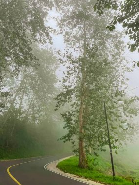 Yoğun sabah sisinde uzun ağaçlarla çevrili asfalt yol gizemli ve sakin bir doğal manzara yaratıyor..