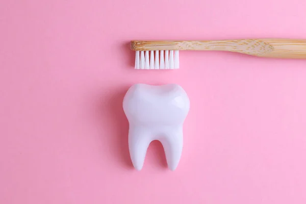 Concept Dentisterie Modèle Une Dent Instruments Dentaires Sur Fond Coloré — Photo
