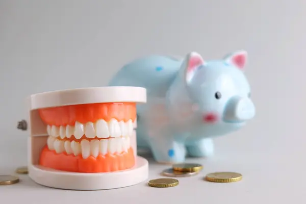 Dental Model Teeth Money Price Dental Services High Quality Photo — Stock Photo, Image
