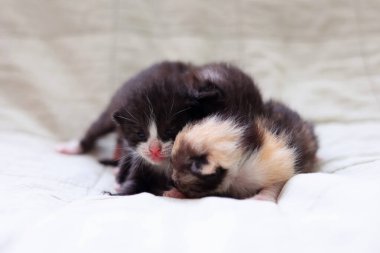  Adorable kittens sleep peacefully on a soft light fabric background. High quality photo clipart