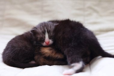  Adorable kittens sleep peacefully on a soft light fabric background. High quality photo