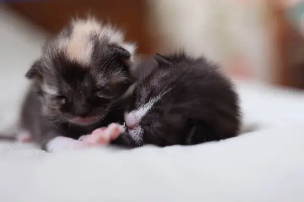  Adorable kittens sleep peacefully on a soft light fabric background. High quality photo