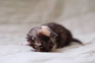 A cute black and white newborn kitten is peacefully resting on a light fabric background with its eyes closed