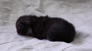 Çekici bir yavru kedi narin bir kumaş arka planda huzur içinde uyuyor. Yüksek kalite 4k görüntü