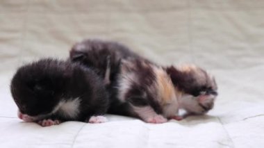  Sevimli kedi yavruları yumuşak bir kumaş arka planda huzur içinde uyurlar. Yüksek kalite 4k görüntü