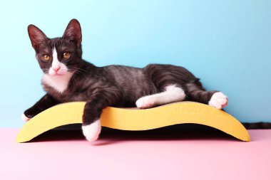 Sevimli ve oyuncu bir kedi, neşeli bir şekilde sarı bir tırmalama direğinin üzerinde geriliyor, canlı mavi bir arka plana karşı kurulmuş.