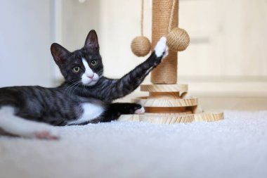 Meraklı küçük bir kedi yavrusu enerji dolu bir şekilde tırmalama direğiyle oynuyor. Yeni ortamını zevkle keşfediyor.