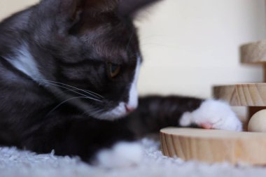 Meraklı küçük bir kedi yavrusu enerji dolu bir şekilde tırmalama direğiyle oynuyor. Yeni ortamını zevkle keşfediyor.