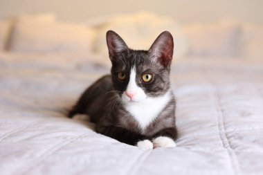 Huzurlu ve dingin gri pullu bir kedi çarpıcı güzellikteki güzel gözleriyle rahat, yumuşak bir yatakta uzanıyor.