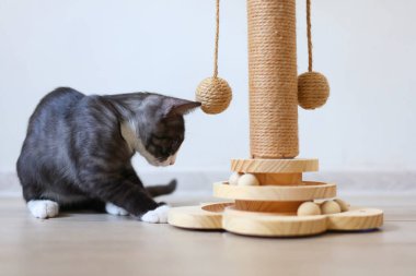 Meraklı küçük bir kedi yavrusu enerji dolu bir şekilde tırmalama direğiyle oynuyor. Yeni ortamını zevkle keşfediyor.