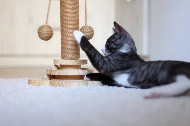 Meraklı küçük bir kedi yavrusu enerji dolu bir şekilde tırmalama direğiyle oynuyor. Yeni ortamını zevkle keşfediyor.