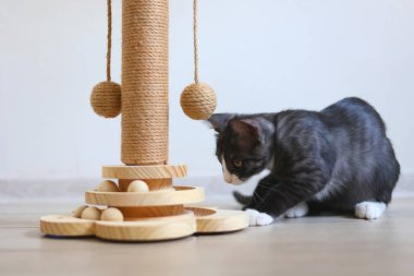 Meraklı küçük bir kedi yavrusu enerji dolu bir şekilde tırmalama direğiyle oynuyor. Yeni ortamını zevkle keşfediyor.