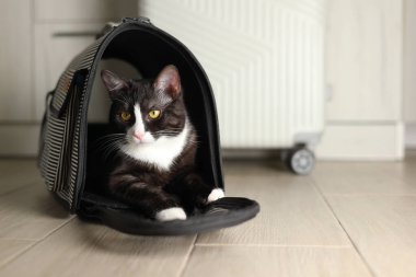 Neşeli ve büyüleyici bir kedi, rahat bir evcil hayvan taşıyıcısında uzanıyor, hem rahatlık hem de merak sergiliyor