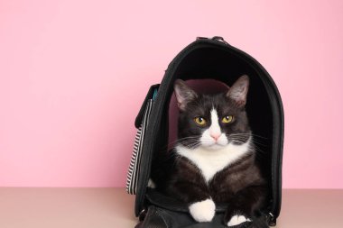 Sevimli siyah beyaz bir kedi, şık bir evcil hayvan taşıyıcısında rahat bir şekilde dinleniyor.