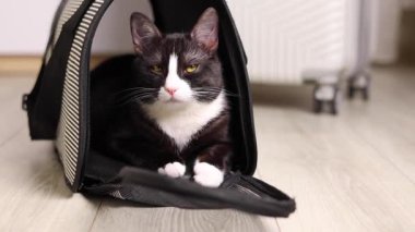 Neşeli ve büyüleyici bir kedi, rahat bir evcil hayvan taşıyıcısında uzanıyor, hem rahatlık hem de merak sergiliyor
