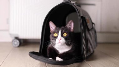 Neşeli ve büyüleyici bir kedi, rahat bir evcil hayvan taşıyıcısında uzanıyor, hem rahatlık hem de merak sergiliyor