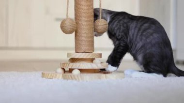 Meraklı küçük bir kedi yavrusu enerji dolu bir şekilde tırmalama direğiyle oynuyor. Yeni ortamını zevkle keşfediyor.