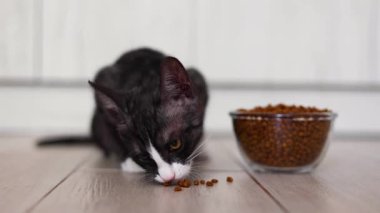 Neşeli ve meraklı bir kedi fayanslı mutfak zemininde lezzetli mama yemeğinin tadını çıkarıyor.