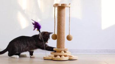 Meraklı küçük bir kedi yavrusu enerji dolu bir şekilde tırmalama direğiyle oynuyor. Yeni ortamını zevkle keşfediyor.