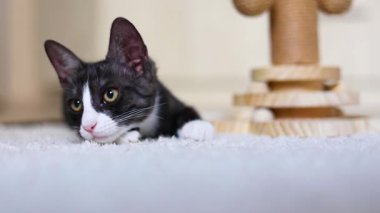 Meraklı küçük bir kedi yavrusu enerji dolu bir şekilde tırmalama direğiyle oynuyor. Yeni ortamını zevkle keşfediyor.