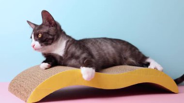 Sevimli ve oyuncu bir kedi, neşeli bir şekilde sarı bir tırmalama direğinin üzerinde geriliyor, canlı mavi bir arka plana karşı kurulmuş.