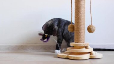 Meraklı küçük bir kedi yavrusu enerji dolu bir şekilde tırmalama direğiyle oynuyor. Yeni ortamını zevkle keşfediyor.