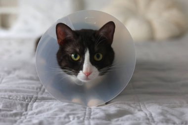 Kurtarma konisi takan siyah beyaz bir kedi yerde rahatlar ve kendine has özelliklerini sergiler..