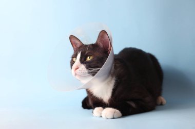 Sakatlığı için koruyucu bir koni takan sevimli bir kedi muhteşem bir şekilde canlı bir arka planda oturuyor.