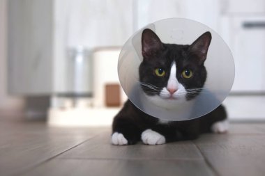 Kurtarma konisi takan siyah beyaz bir kedi yerde rahatlar ve kendine has özelliklerini sergiler..