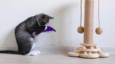 Meraklı küçük bir kedi yavrusu enerji dolu bir şekilde tırmalama direğiyle oynuyor. Yeni ortamını zevkle keşfediyor.
