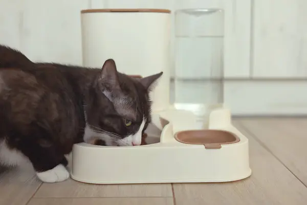 Çok meraklı bir kedi modern ve zarif bir iç mekanda şık bir otomatik besleyicinin yanında oturuyor.