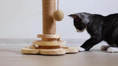 Meraklı küçük bir kedi yavrusu enerji dolu bir şekilde tırmalama direğiyle oynuyor. Yeni ortamını zevkle keşfediyor.