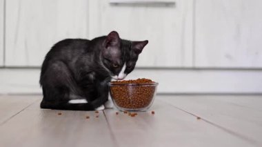 Neşeli ve meraklı bir kedi fayanslı mutfak zemininde lezzetli mama yemeğinin tadını çıkarıyor.