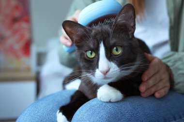Sakin ve rahat bir kedi rahat bir yatakta dinleniyor, elinde hafif bir fırçayla nazikçe tımarlanmanın tadını çıkarıyor.