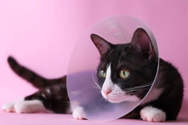 Sakatlığı için koruyucu bir koni takan sevimli bir kedi muhteşem bir şekilde canlı bir arka planda oturuyor.