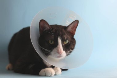 Sakatlığı için koruyucu bir koni takan sevimli bir kedi muhteşem bir şekilde canlı bir arka planda oturuyor.