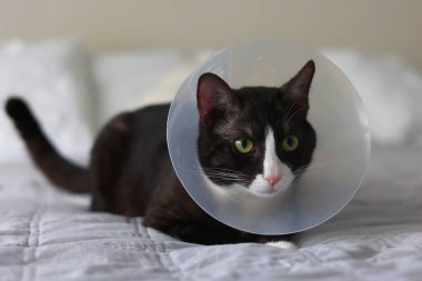 Kurtarma konisi takan siyah beyaz bir kedi yerde rahatlar ve kendine has özelliklerini sergiler..