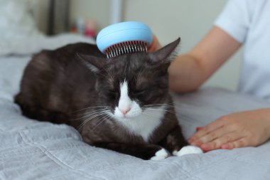 Sakin ve rahat bir kedi rahat bir yatakta dinleniyor, elinde hafif bir fırçayla nazikçe tımarlanmanın tadını çıkarıyor.