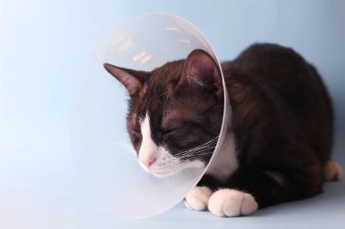 Sakatlığı için koruyucu bir koni takan sevimli bir kedi muhteşem bir şekilde canlı bir arka planda oturuyor.